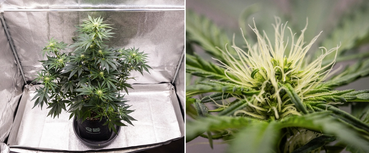 Royal Creamatic -kasvatusraportti: viikko 6, hartsin tuotanto Royal Creamatic -kannabiskasvi viikolla 6, jossa näkyy hartsisia kukkia, valkoisia eminkarvoja, terve lehvistö ja selkeä pääkola.