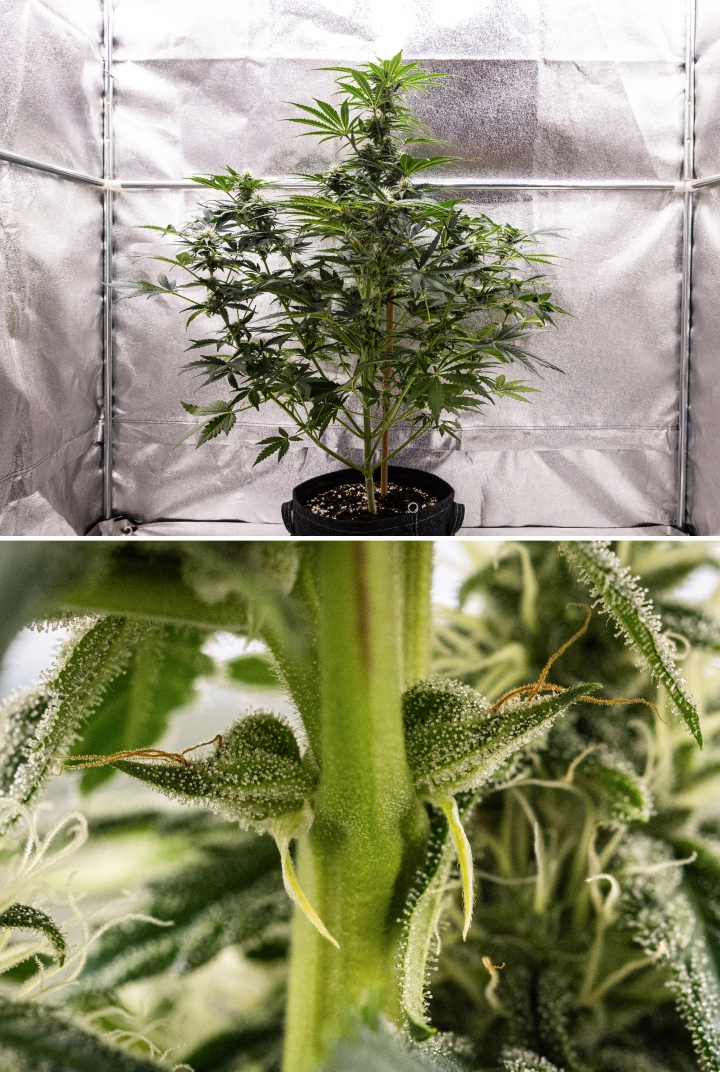 Royal Creamatic -kasvatusraportti: viikko 7, voimakas trikomien tuotanto Royal Creamatic -kannabiskasvi viikolla 7, jossa näkyy huurteisia kukkia, runsas trikomipeite, valkoisia eminkarvoja ja terve vihreä lehvistö.