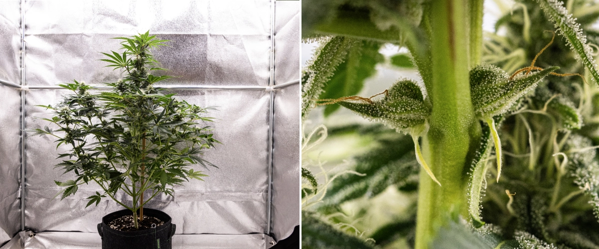 Royal Creamatic -kasvatusraportti: viikko 7, voimakas trikomien tuotanto Royal Creamatic -kannabiskasvi viikolla 7, jossa näkyy huurteisia kukkia, runsas trikomipeite, valkoisia eminkarvoja ja terve vihreä lehvistö.