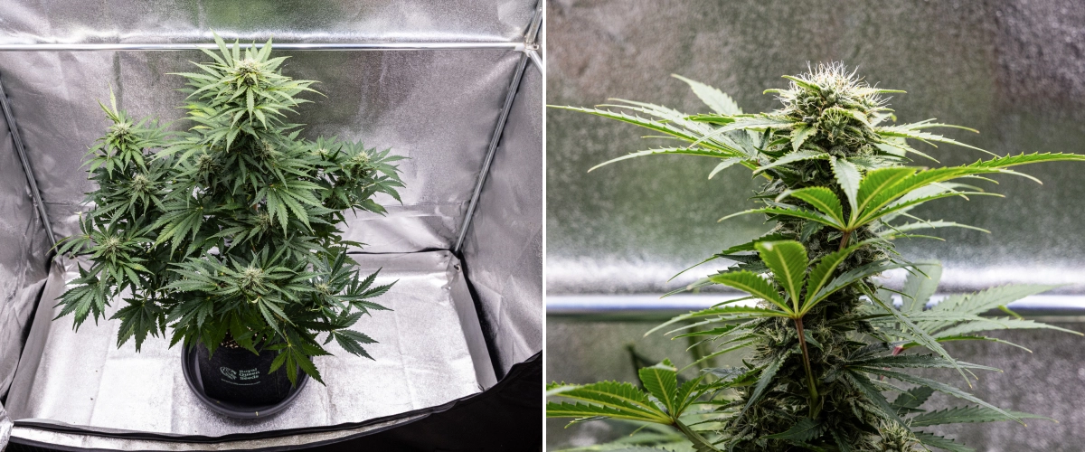 Royal Creamatic -kasvatusraportti: viikko 8, tiheät tahmeat kukat Royal Creamatic -kannabiskasvi viikolla 8, jossa näkyy tiheitä tahmeita kukkia, huurteisia trikomeja, valkoisia eminkarvoja ja terveitä vihreitä lehtiä.
