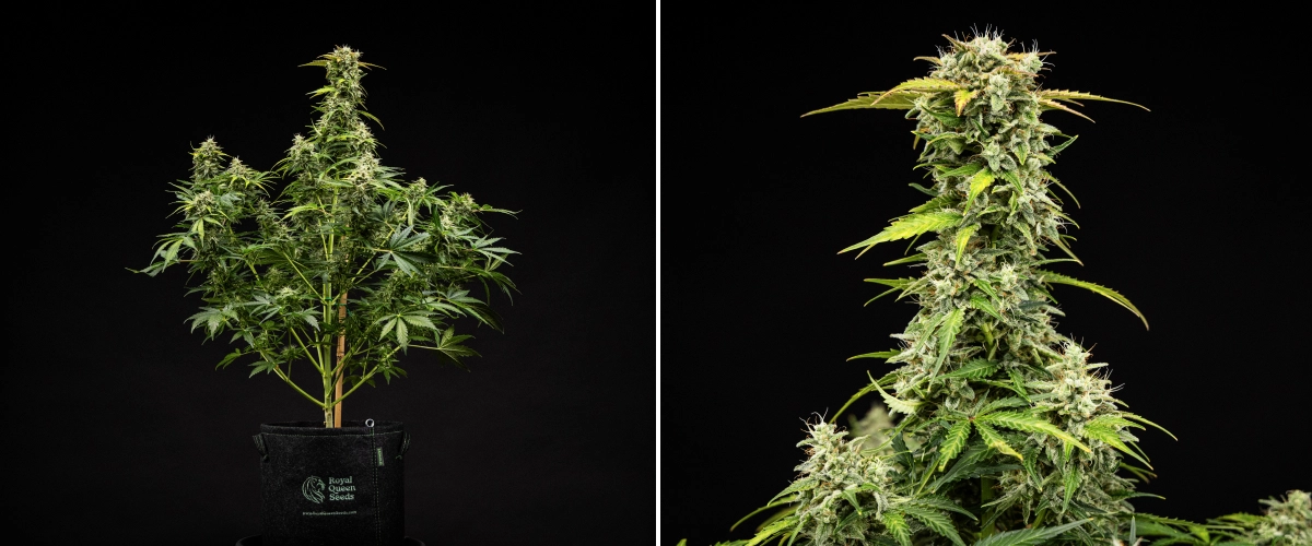 Royal Creamatic -kasvatusraportti: viikko 9, sadonkorjuuvalmiit kukat Royal Creamatic -kannabiskasvi viikolla 9, jossa näkyy sadonkorjuuvalmiita kukkia, huurteisia trikomeja, valkoisia eminkarvoja ja vahva pääkola.