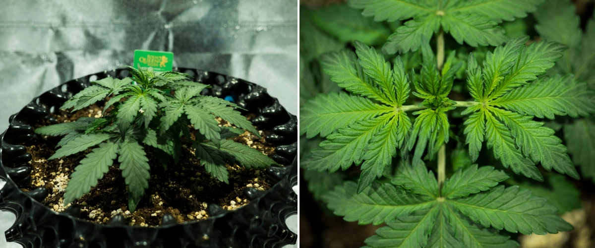Royal Dwarf -kasvatusraportti: viikko 2, vegetatiivinen kasvu Royal Dwarf -kannabiskasvi viikolla 2, jossa näkyy kompakti vegetatiivinen kasvu, terveet vihreät lehdet, lyhyet nivelvälit ja perliittipitoinen kasvualusta.