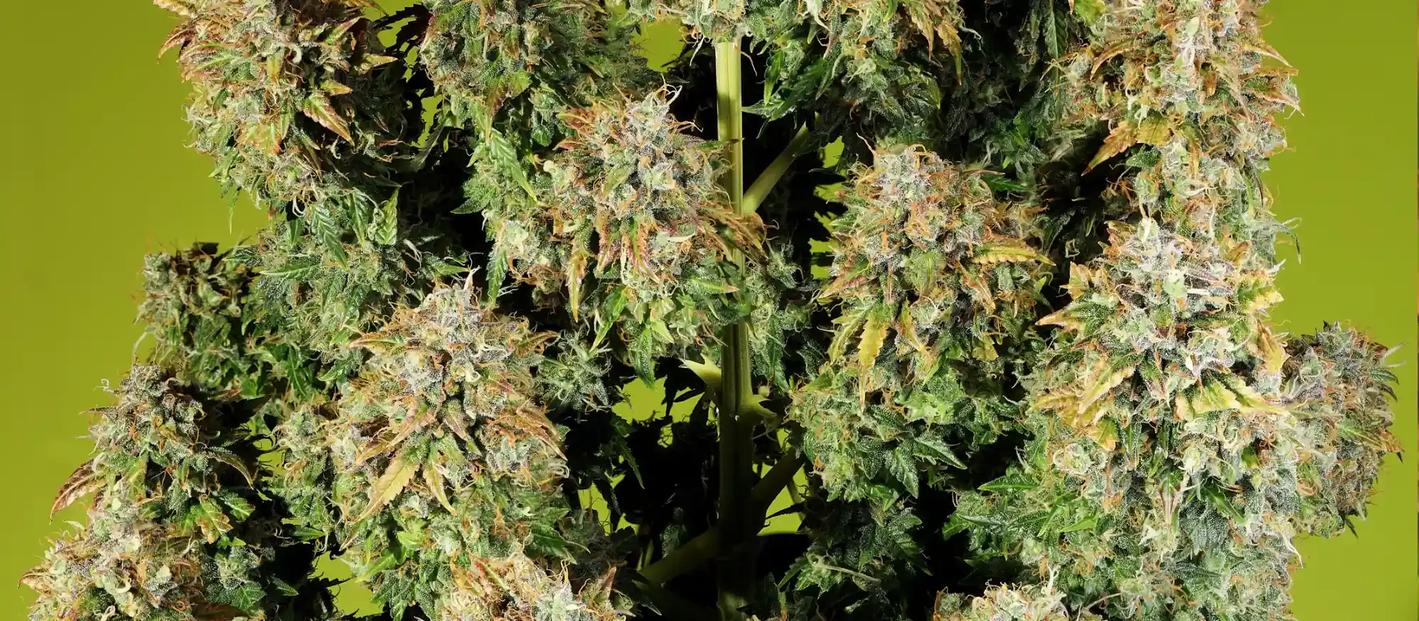 Royal Haze Automatic