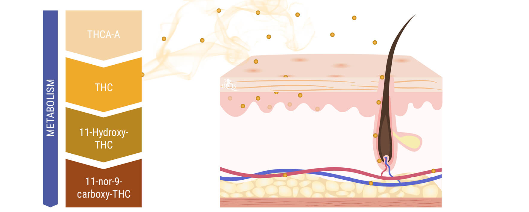 Voiko kannabiksen savu imeytyä ihon tai hiusten kautta?