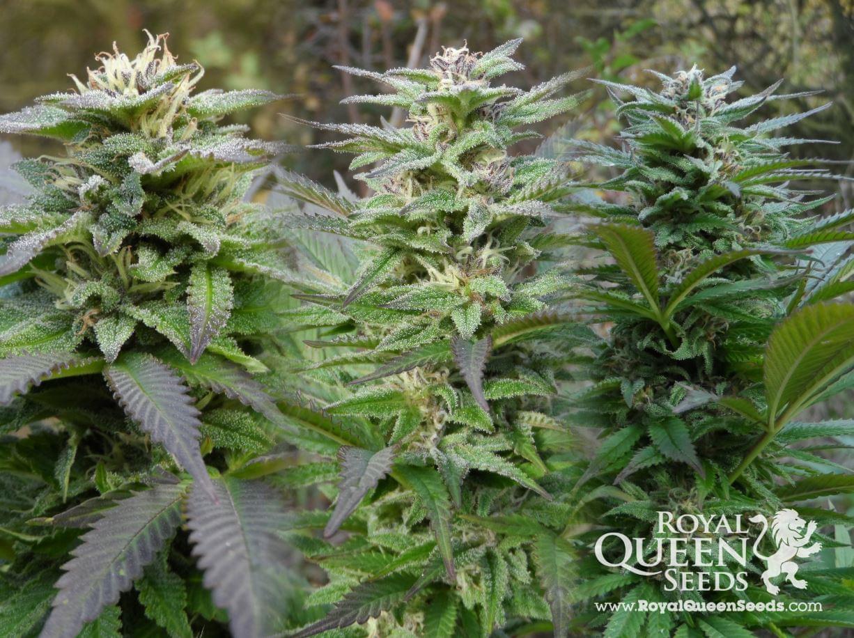 Special Queen Cannabis Strains Special Queen Cannabis Strains