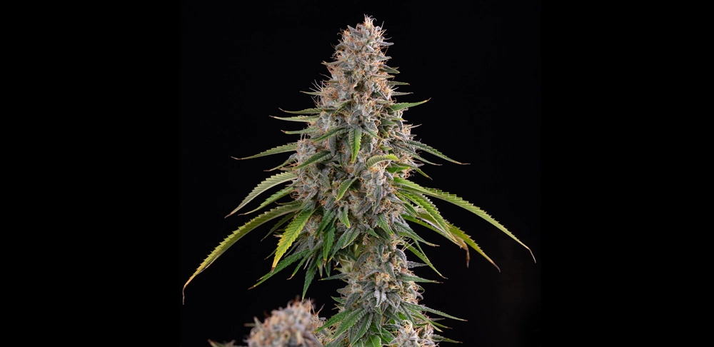 Sticky Queen