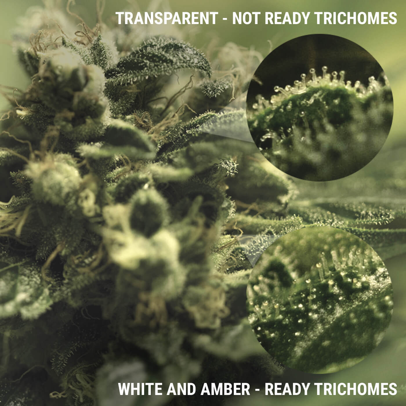 WHAT ARE TRICHOMES?