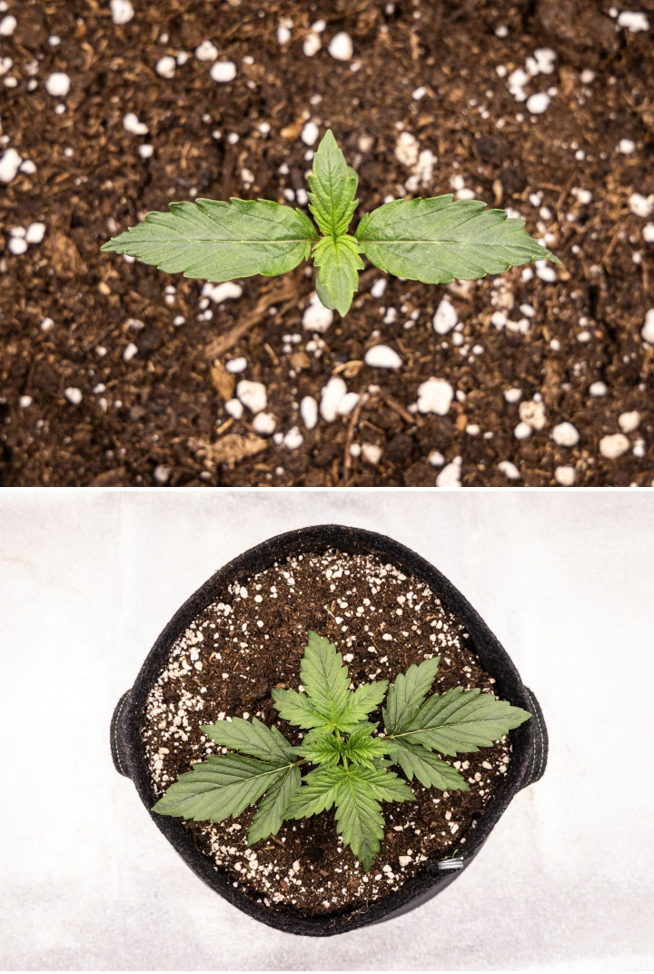 Wedding Cake Auto -kannabiksen taimi kasvaa mullassa grow reportin viikolla 1, näyttäen lehtien varhaista kehitystä, tervettä vihreää kasvua, perliittipitoista kasvualustaa ja kangasruukkua.