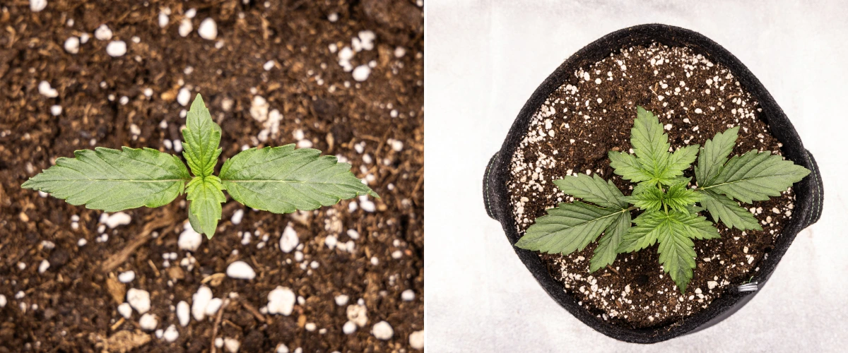 Wedding Cake Auto -kannabiksen taimi kasvaa mullassa grow reportin viikolla 1, näyttäen lehtien varhaista kehitystä, tervettä vihreää kasvua, perliittipitoista kasvualustaa ja kangasruukkua.