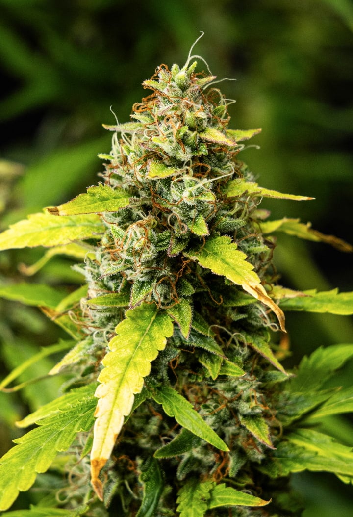 Lähikuva Wedding Cake Auto -kannabiksen kukista grow reportin viikolla 10, näyttäen tiheitä hartsisia kukkia, oransseja emin luotteja, huurteisia trikomeja ja haalistuvia myöhäisen kukinnan lehtiä.