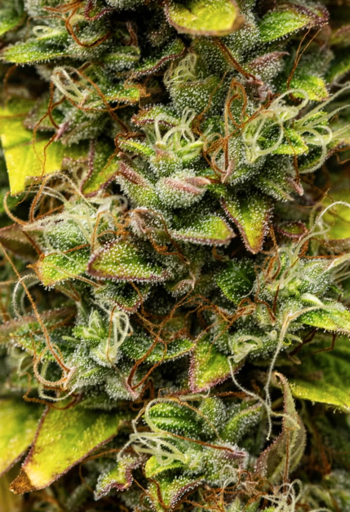 Lähikuva Wedding Cake Auto -kannabiksen kukista grow reportin viikolla 12, näyttäen sadonkorjuuvalmiita hartsisia kukkia, tiheää trikominiopeitettä, oransseja emin luotteja ja haalistuvia myöhäisen kukinnan lehtiä.