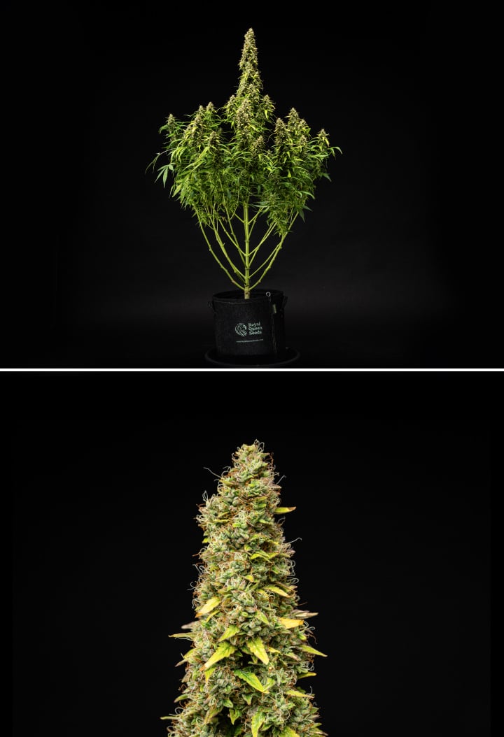 Wedding Cake Auto -kannabiskasvi grow reportin viikolla 11, näyttäen korkean kypsän rakenteen, tiheitä hartsisia kukkia, oransseja emin luotteja, haalistuvia lehtiä ja lopullista kypsymistä mustaa taustaa vasten.