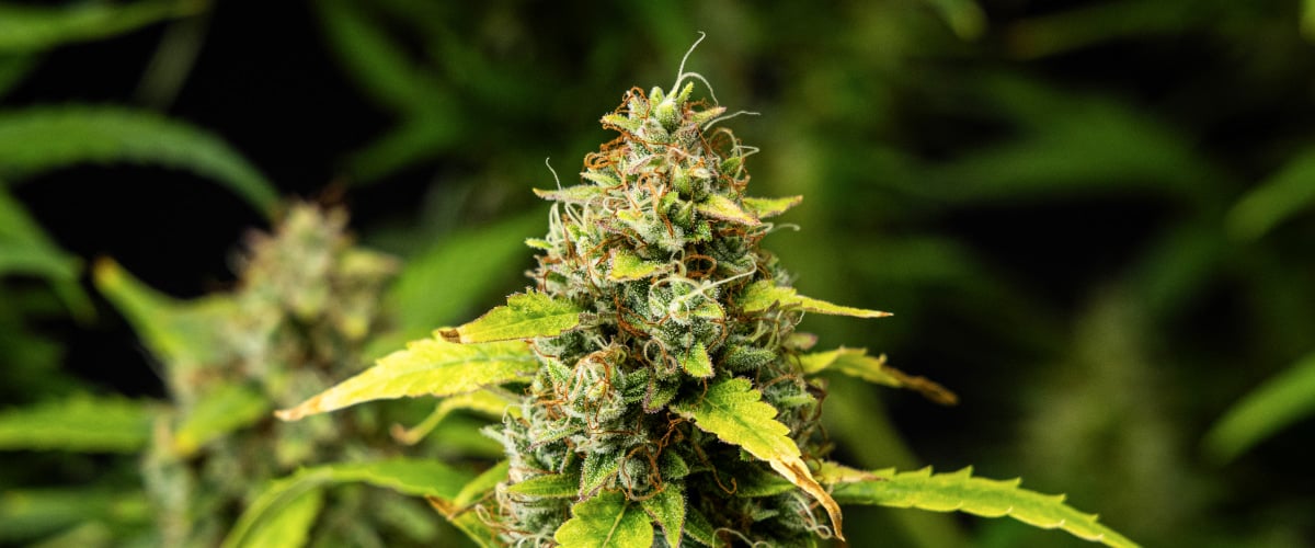 Lähikuva Wedding Cake Auto -kannabiksen kukista grow reportin viikolla 10, näyttäen tiheitä hartsisia kukkia, oransseja emin luotteja, huurteisia trikomeja ja haalistuvia myöhäisen kukinnan lehtiä.