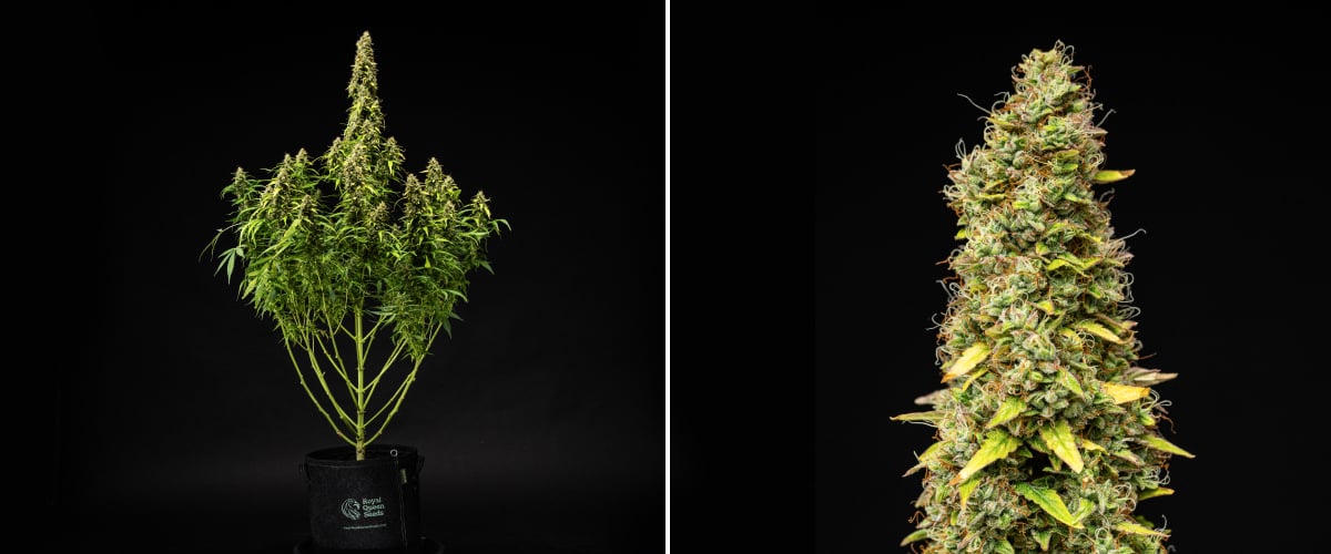 Wedding Cake Auto -kannabiskasvi grow reportin viikolla 11, näyttäen korkean kypsän rakenteen, tiheitä hartsisia kukkia, oransseja emin luotteja, haalistuvia lehtiä ja lopullista kypsymistä mustaa taustaa vasten.