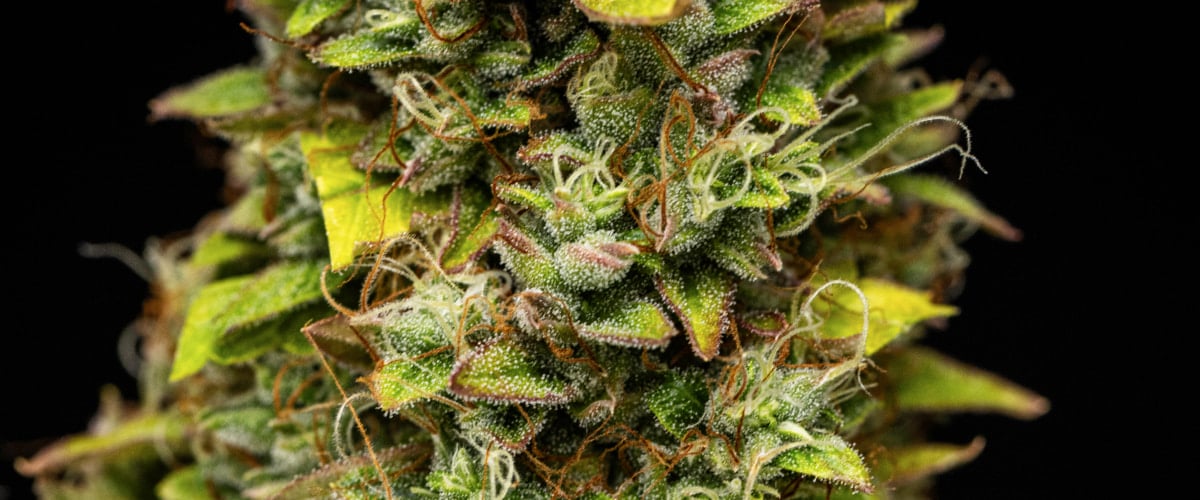 Lähikuva Wedding Cake Auto -kannabiksen kukista grow reportin viikolla 12, näyttäen sadonkorjuuvalmiita hartsisia kukkia, tiheää trikominiopeitettä, oransseja emin luotteja ja haalistuvia myöhäisen kukinnan lehtiä.