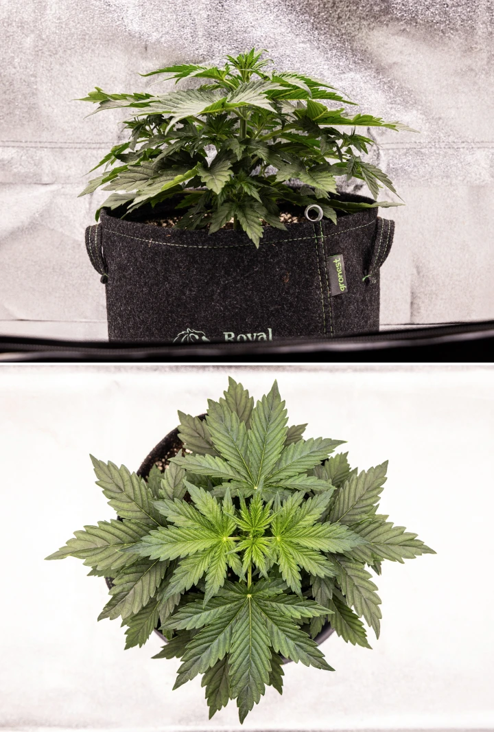 Wedding Cake Auto -kannabiskasvi kasvaa kangasruukussa grow reportin viikolla 4, näyttäen varhaisia kukinnan merkkejä, voimakasta pystysuuntaista kasvua, tervettä lehdistöä ja valkoisia emin luotteja varren nivelkohdissa.