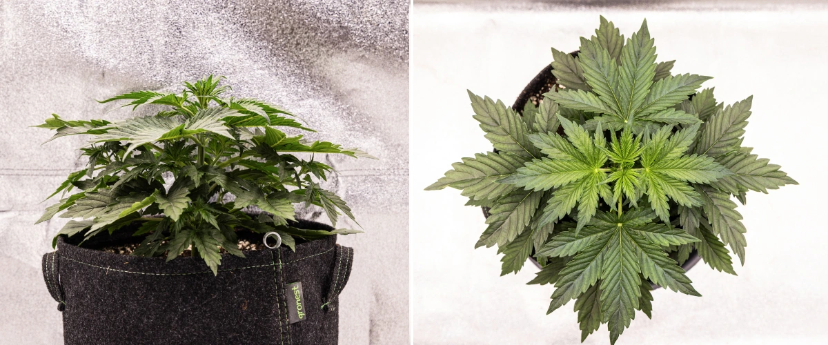 Wedding Cake Auto -kannabiskasvi kasvaa kangasruukussa grow reportin viikolla 2, näyttäen tiheää vegetatiivista kehitystä, leveitä vihreitä lehtiä, kompaktia rakennetta ja tervettä lehdistöä.