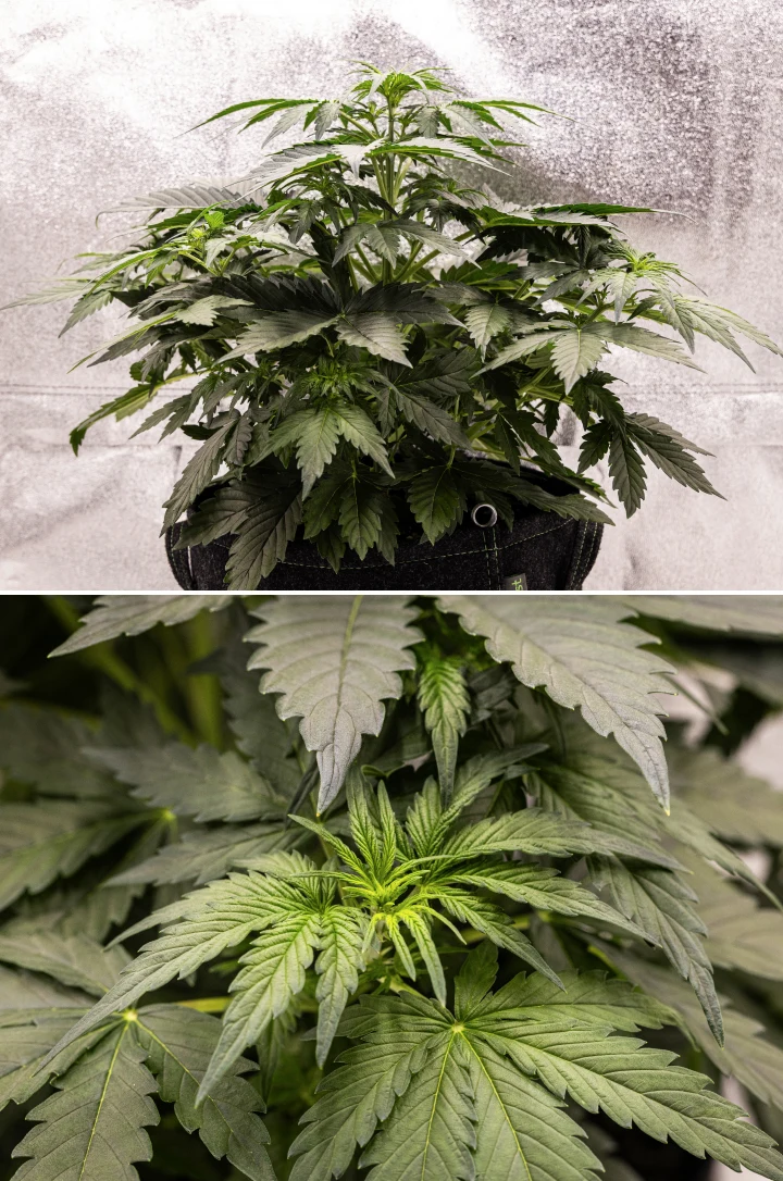 Wedding Cake Auto -kannabiskasvi kasvaa kangasruukussa grow reportin viikolla 3, näyttäen tiheää vihreää lehdistöä, kompaktia pensasmaista rakennetta, uutta latvakasvua ja varhaista esikukinnan kehitystä.