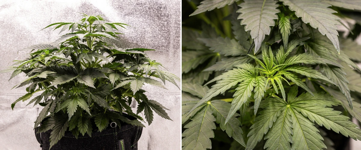 Wedding Cake Auto -kannabiskasvi kasvaa kangasruukussa grow reportin viikolla 3, näyttäen tiheää vihreää lehdistöä, kompaktia pensasmaista rakennetta, uutta latvakasvua ja varhaista esikukinnan kehitystä.