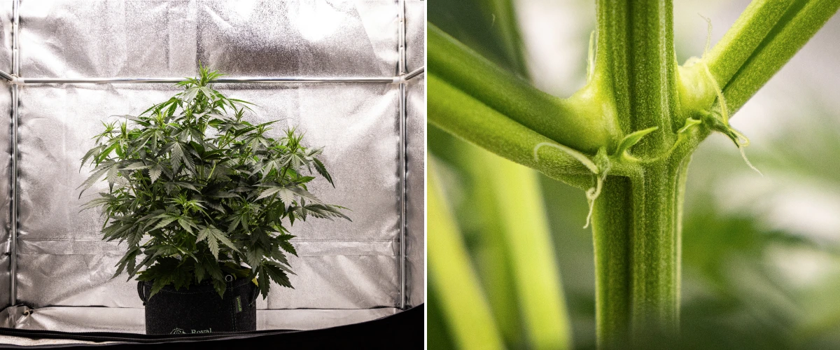 Wedding Cake Auto -kannabiskasvi kasvaa kangasruukussa grow reportin viikolla 4, näyttäen varhaisia kukinnan merkkejä, voimakasta pystysuuntaista kasvua, tervettä lehdistöä ja valkoisia emin luotteja varren nivelkohdissa.