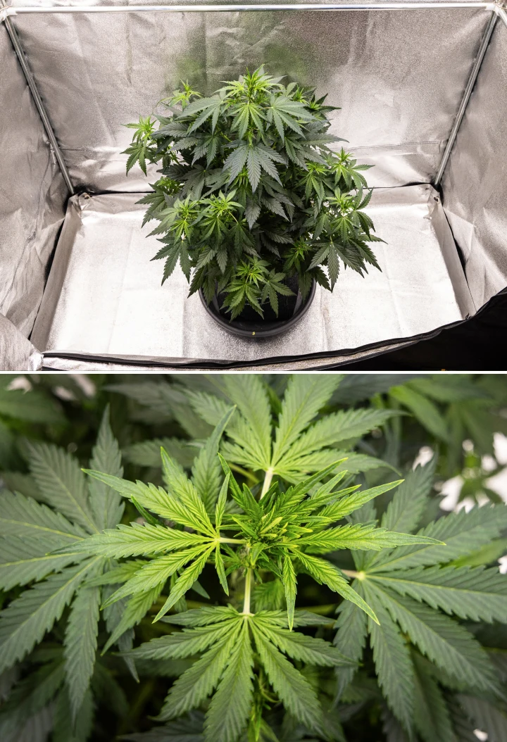 Wedding Cake Auto -kannabiskasvi kasvaa kangasruukussa grow reportin viikolla 5, näyttäen voimakasta pystysuuntaista kasvua, varhaista kukkien kehitystä, tervettä vihreää lehdistöä ja useita kukintakohtia.