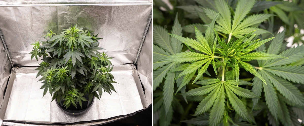 Wedding Cake Auto -kannabiskasvi kasvaa kangasruukussa grow reportin viikolla 5, näyttäen voimakasta pystysuuntaista kasvua, varhaista kukkien kehitystä, tervettä vihreää lehdistöä ja useita kukintakohtia.