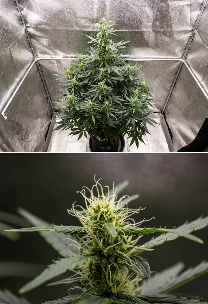 Wedding Cake Auto -kannabiskasvi kasvaa kangasruukussa grow reportin viikolla 6, näyttäen korkeaa kukintakasvua, kehittyviä kukkia, tuoreita valkoisia emin luotteja ja terveitä vihreitä lehtiä.