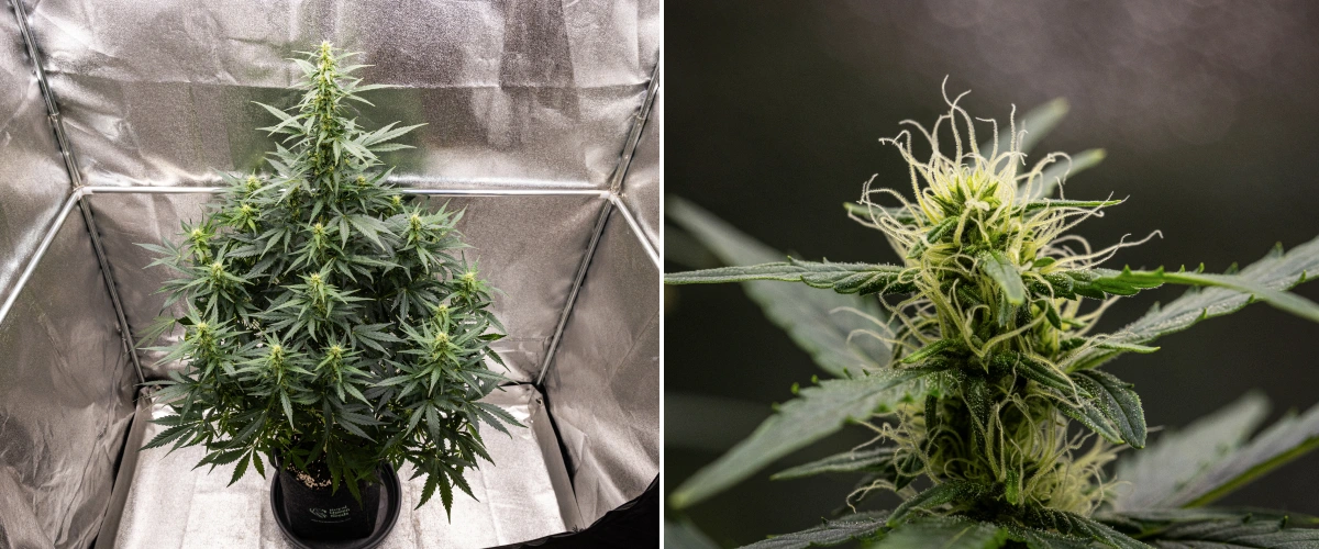 Wedding Cake Auto -kannabiskasvi kasvaa kangasruukussa grow reportin viikolla 6, näyttäen korkeaa kukintakasvua, kehittyviä kukkia, tuoreita valkoisia emin luotteja ja terveitä vihreitä lehtiä.