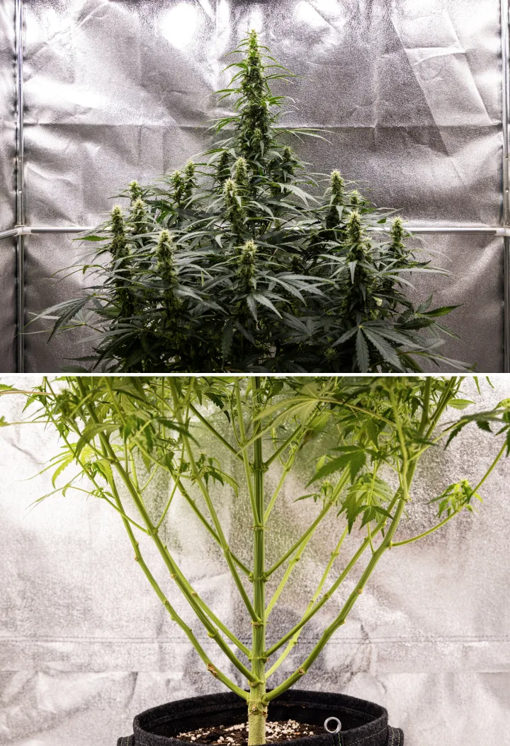 Wedding Cake Auto -kannabiskasvi grow reportin viikolla 7, näyttäen korkeita kukkivia colia, vahvaa oksarakennetta, leikattua alakasvua, terveitä varsia ja kehittyviä kukkia.