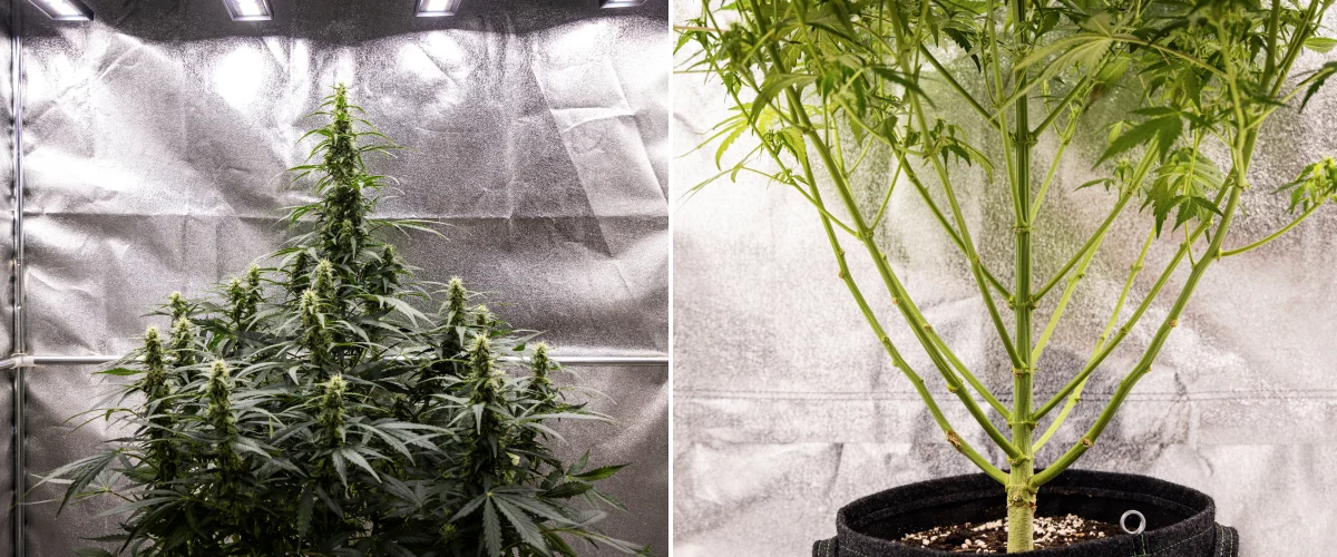 Wedding Cake Auto -kannabiskasvi grow reportin viikolla 7, näyttäen korkeita kukkivia colia, vahvaa oksarakennetta, leikattua alakasvua, terveitä varsia ja kehittyviä kukkia.