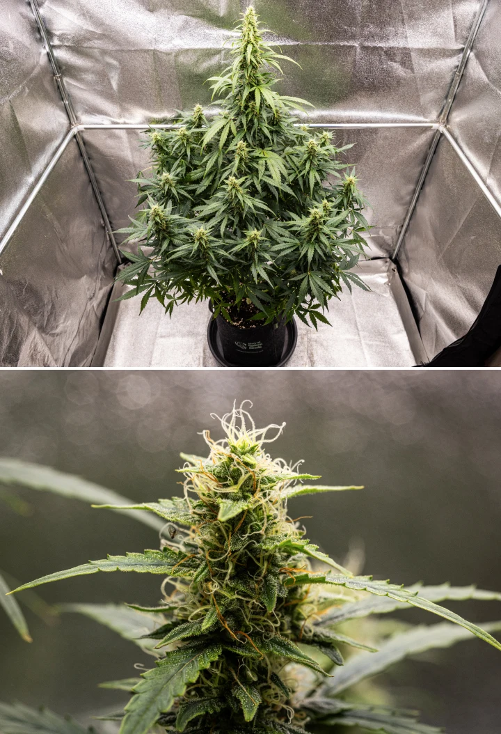Wedding Cake Auto -kannabiskasvi grow reportin viikolla 8, näyttäen hartsisten kukkien kehitystä, valkoisia ja oransseja emin luotteja, terveitä sokerilehtiä ja korkeita kukkivia colia.
