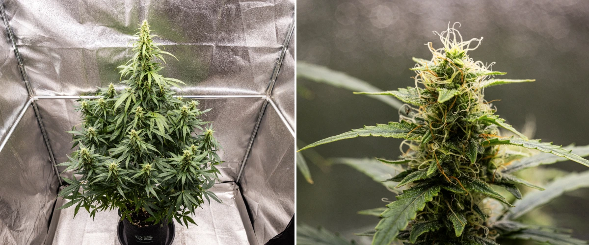 Wedding Cake Auto -kannabiskasvi grow reportin viikolla 8, näyttäen hartsisten kukkien kehitystä, valkoisia ja oransseja emin luotteja, terveitä sokerilehtiä ja korkeita kukkivia colia.