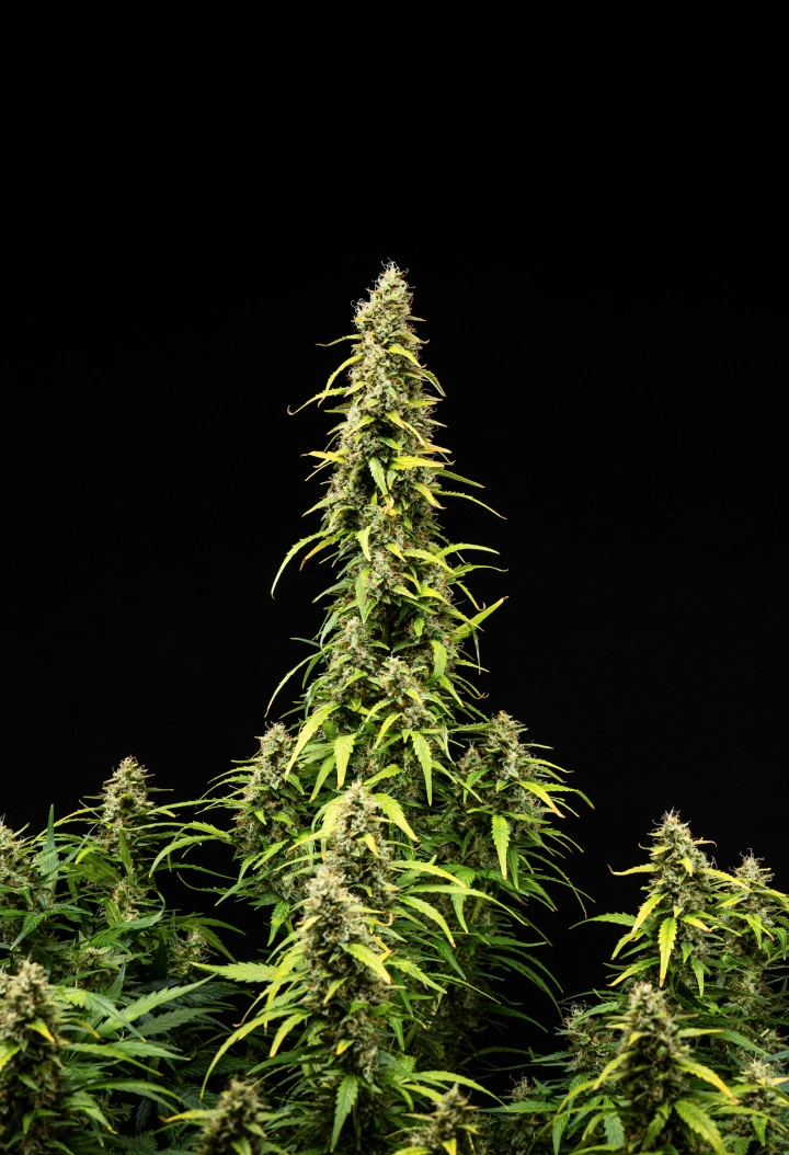 Wedding Cake Auto -kannabiskasvi grow reportin viikolla 9, näyttäen korkeita kypsiä colia, tiheitä hartsisia kukkia, haalistuvia lehtiä ja kukinnan loppuvaiheen kehitystä mustaa taustaa vasten.