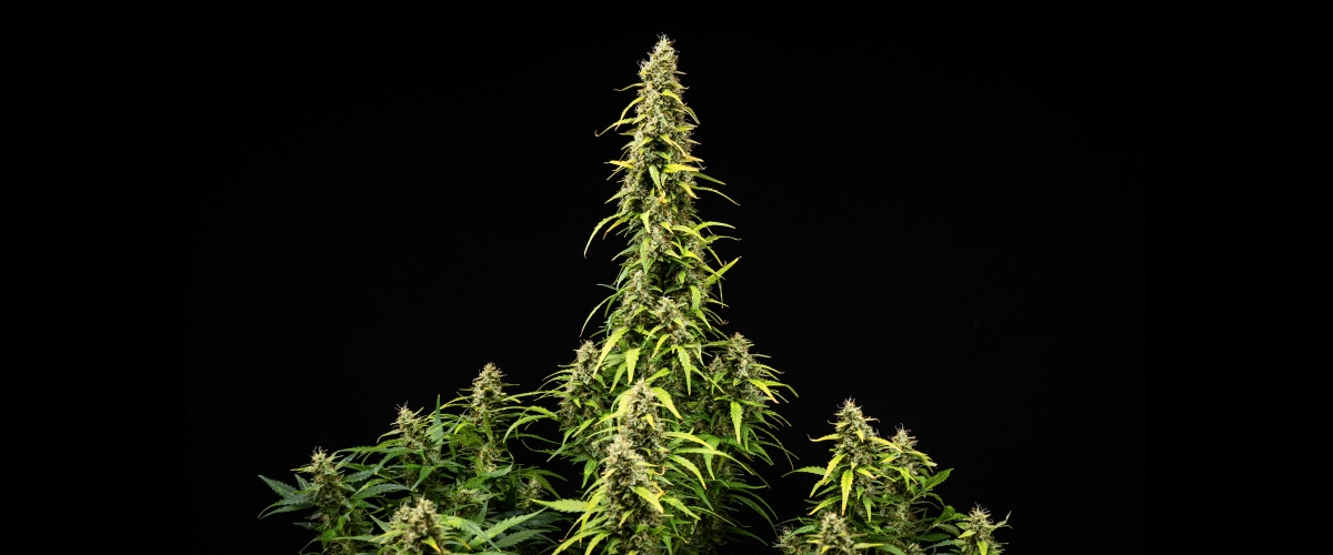 Wedding Cake Auto -kannabiskasvi grow reportin viikolla 9, näyttäen korkeita kypsiä colia, tiheitä hartsisia kukkia, haalistuvia lehtiä ja kukinnan loppuvaiheen kehitystä mustaa taustaa vasten.
