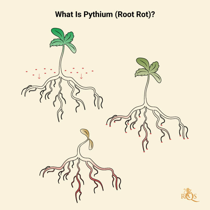 What is Pythium