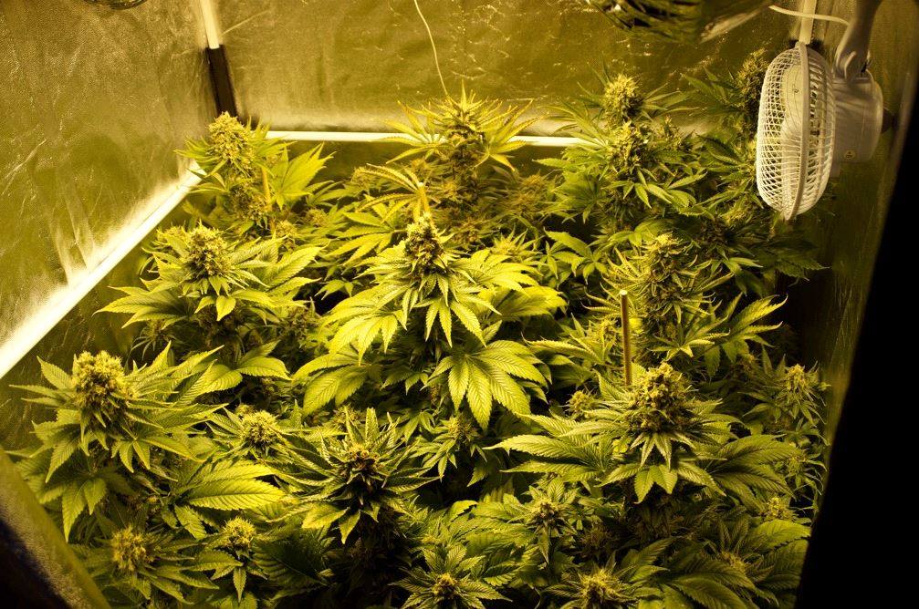 Jotkut tunnetuimmista Sativa kantoja Jotkut tunnetuimmista Sativa kantoja