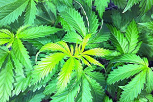 Cannabis vaaleanvihreä lehdet Cannabis vaaleanvihreä lehdet