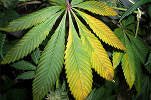 Kannabis keltaisia lehtiä Kannabis keltaisia lehtiä