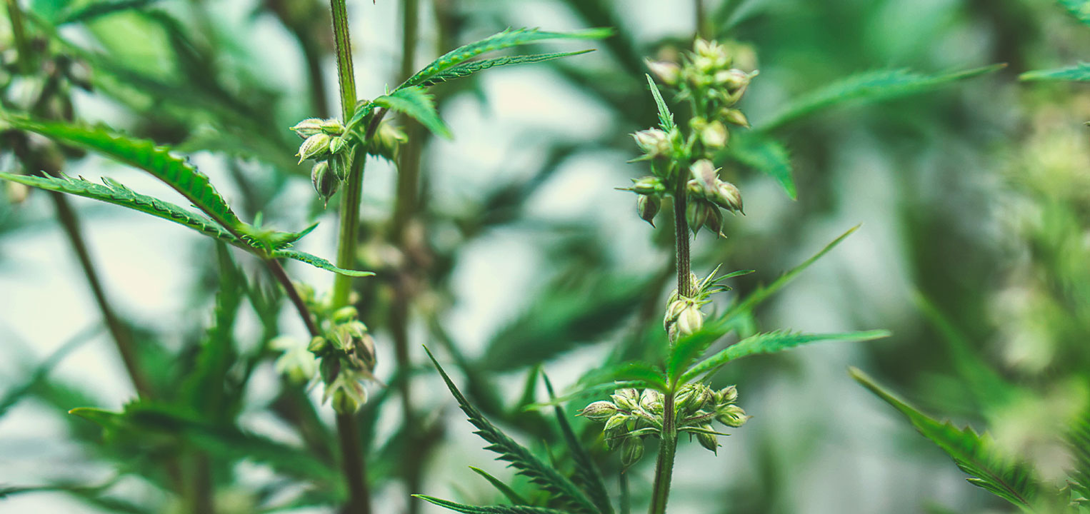 Kuinka lääkekannabiksen siemeniä jalostetaan Kuinka lääkekannabiksen siemeniä jalostetaan