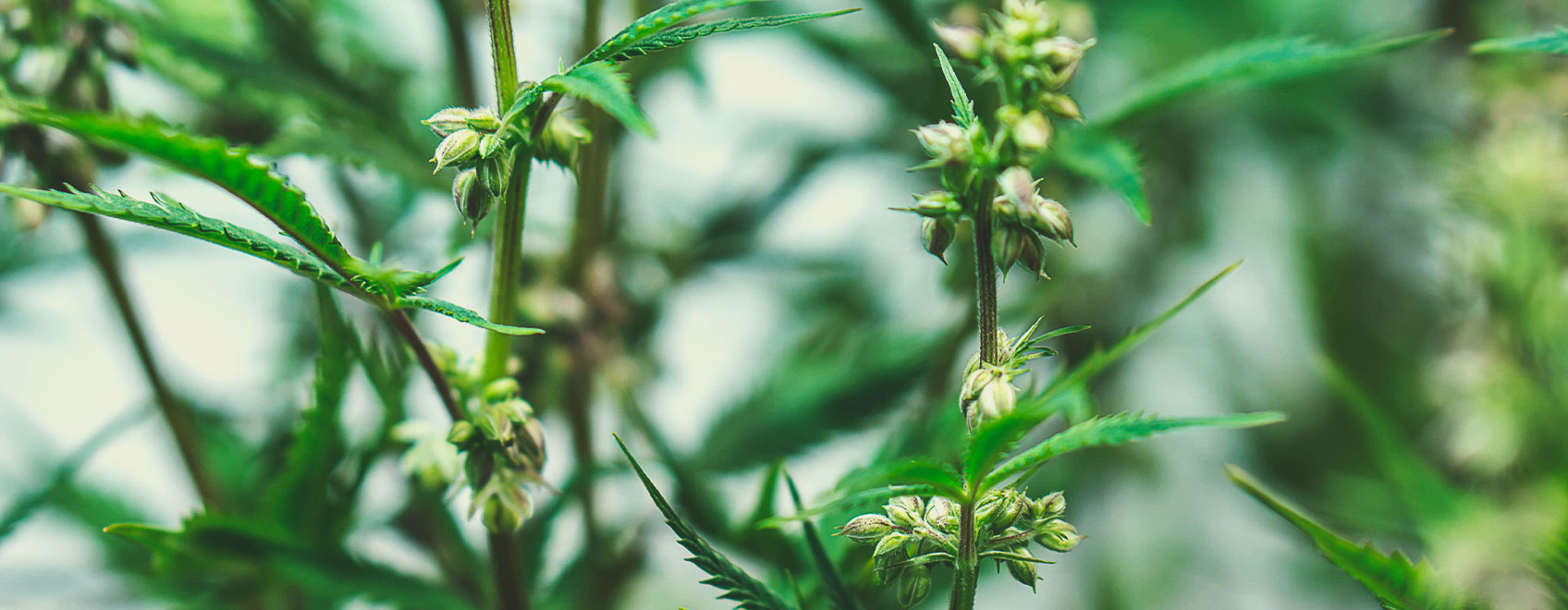 Kuinka lääkekannabiksen siemeniä jalostetaan Kuinka lääkekannabiksen siemeniä jalostetaan