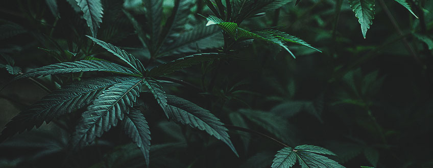 KANNABIKSEN ELINKAAREEN KULUVA AIK KANNABIKSEN ELINKAAREEN KULUVA AIK