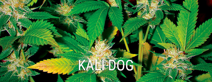 Kali Dog 