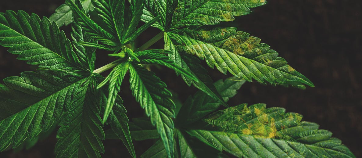 What Cannabis Leaves Can Tell You