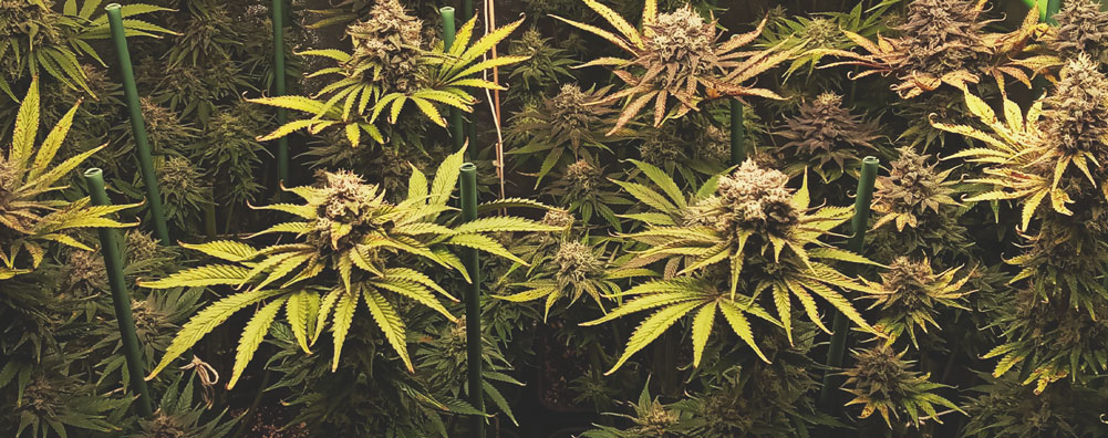 Chocolate Haze Chocolate Haze