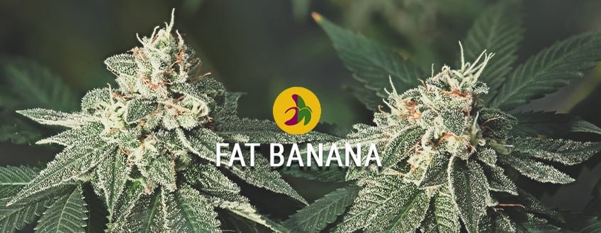 Iso paha banaani kush: Fat Banana