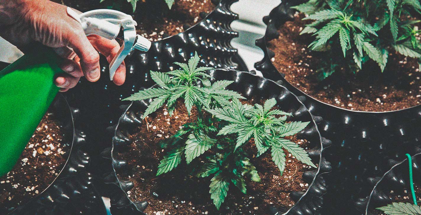 Parhaat helpot kannabislajikkeet aloitteleville kasvattajille Parhaat helpot kannabislajikkeet aloitteleville kasvattajille