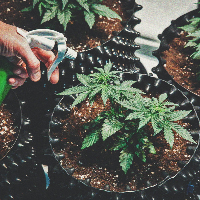 Parhaat helpot kannabislajikkeet aloitteleville kasvattajille Parhaat helpot kannabislajikkeet aloitteleville kasvattajille
