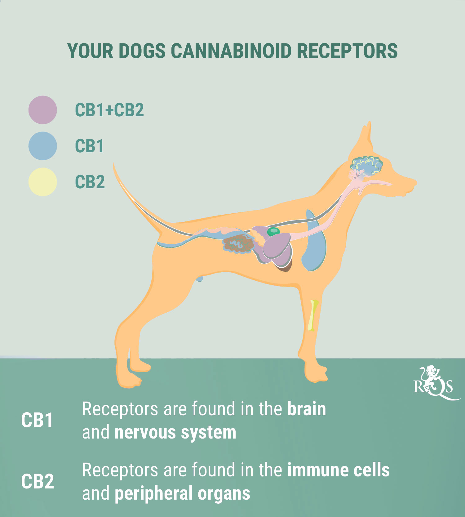 CBD for Dogs: What We Know So Far