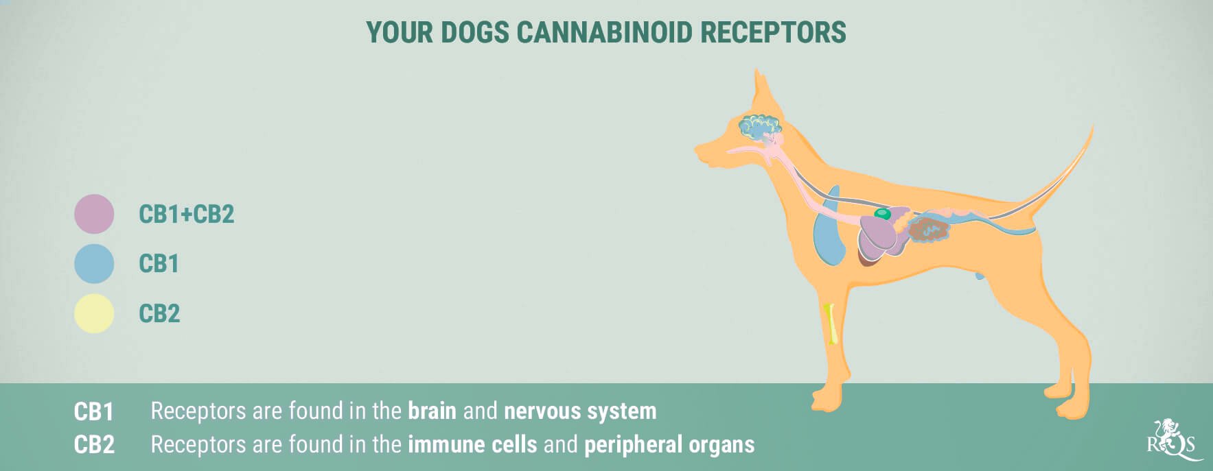 CBD for Dogs: What We Know So Far CBD for Dogs: What We Know So Far