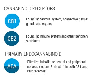 Endocannabinoid System
